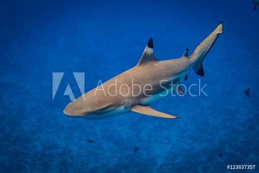 Bild på Blacktip Shark